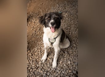 Bella sucht Hundeerfahrene Menschen...
