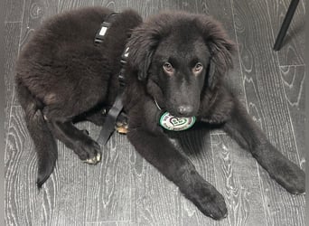 Lassi sucht seine Lieblingsmenschen...