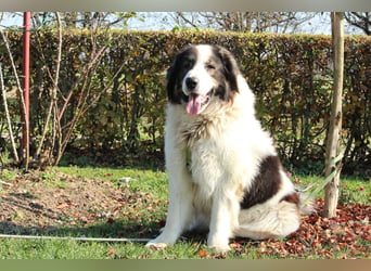 Bruno der sanfte Riese....