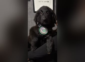 Lassi sucht seine Lieblingsmenschen...