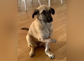 HSH-Mix LULU❤️ lebensfrohes Hundemädchen sucht dringend ein liebevolles Zuhause!