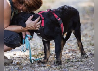 Liebste Dora ♥️ ein großer Fellschatz auf 4 Pfoten