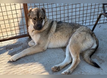 HSH-Mix LOTTIE❤️eine wahre Frohnatur und treue Begleiterin