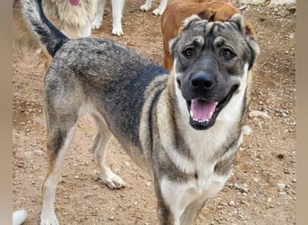 LOTTIE❤️HSH-Mix-Hündin: eine wahre Frohnatur und treue Begleiterin