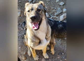 LOTTIE❤️HSH-Mix-Hündin: eine wahre Frohnatur und treue Begleiterin