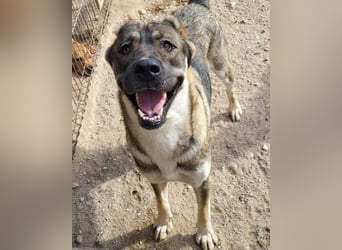 LOTTIE❤️HSH-Mix-Hündin: eine wahre Frohnatur und treue Begleiterin