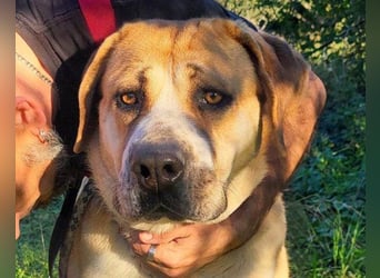 Notfellhündin Honey sucht dringend ihre PS/ES