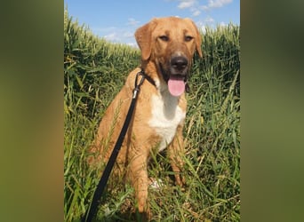 HSH-Mix-Lady ♥Suvi♥ wartet bereits in 63911 Klingenberg/Main