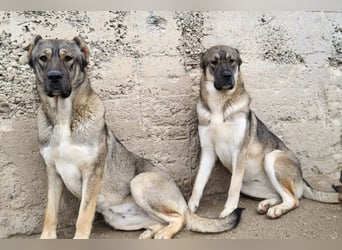 HSH-Mix LILY❤️sanfte, liebe Frohnatur sucht ein großes Zuhause