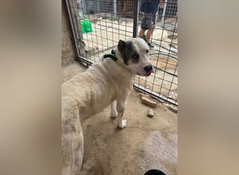 HSH-Mix ♥ Nelica ♥ großer Schatz auf 4 Pfoten