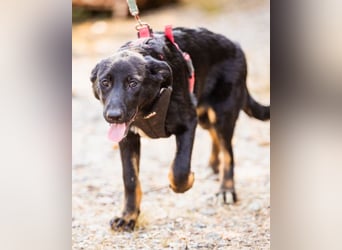 Liebste Dora ♥️ ein großer Fellschatz auf 4 Pfoten