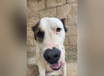 HSH-Mix ♥ Nelica ♥ großer Schatz auf 4 Pfoten