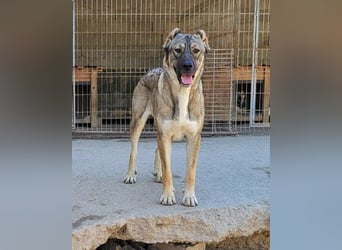 HSH-Mix LILY❤️sanfte, liebe Frohnatur sucht ein großes Zuhause
