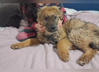 CEDRIC❤️Familienhund mit Kuschelgarantie