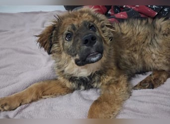 CEDRIC❤️Familienhund mit Kuschelgarantie