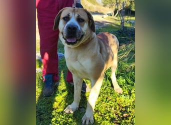 Notfellhündin Honey sucht dringend ihre PS/ES