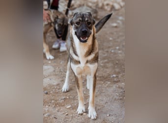 LOTTIE❤️HSH-Mix-Hündin: eine wahre Frohnatur und treue Begleiterin