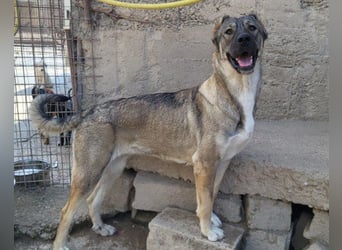 HSH-Mix LILY❤️sanfte, liebe Frohnatur sucht ein großes Zuhause