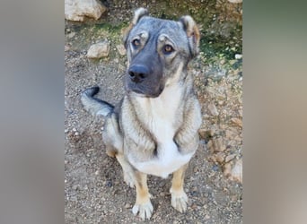 HSH-Mix LILY❤️sanfte, liebe Frohnatur sucht ein großes Zuhause