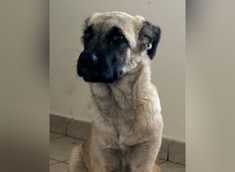 HSH-Mix LULU❤️ lebensfrohes Hundemädchen sucht dringend ein liebevolles Zuhause!