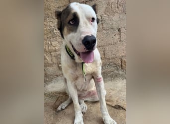 HSH-Mix ♥ Nelica ♥ großer Schatz auf 4 Pfoten