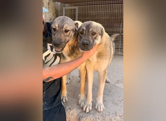 HSH-Mix LOTTIE❤️eine wahre Frohnatur und treue Begleiterin