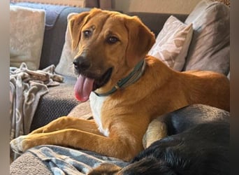 HSH-Mix-Lady ♥Suvi♥ wartet bereits in 63911 Klingenberg/Main