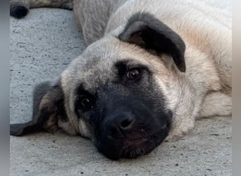 HSH-Mix LULU❤️ lebensfrohes Hundemädchen sucht dringend ein liebevolles Zuhause!