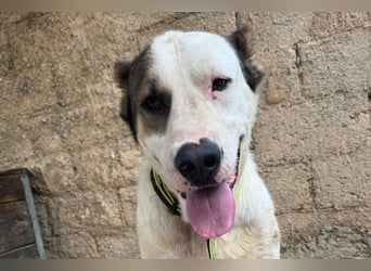 HSH-Mix ♥ Nelica ♥ großer Schatz auf 4 Pfoten