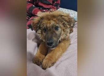 CEDRIC❤️Familienhund mit Kuschelgarantie