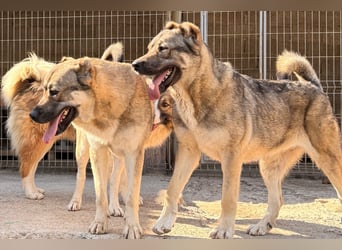 HSH-Mix LOTTIE❤️eine wahre Frohnatur und treue Begleiterin