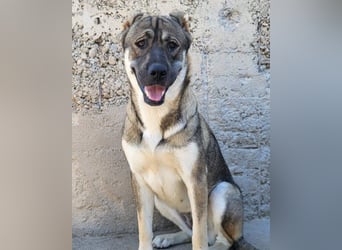 HSH-Mix LOTTIE❤️eine wahre Frohnatur und treue Begleiterin