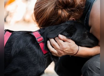 Liebste Dora ♥️ ein großer Fellschatz auf 4 Pfoten