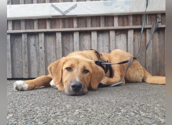 HSH-Mix-Lady ♥Suvi♥ wartet bereits in 63911 Klingenberg/Main