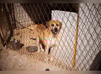 Notfellhündin Honey sucht dringend ihre PS/ES