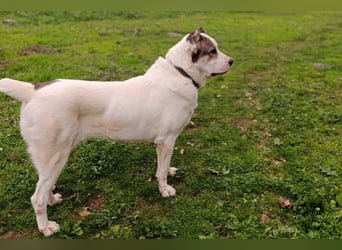 HSH-Mix ♥ Nelica ♥ großer Schatz auf 4 Pfoten