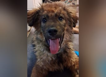 CEDRIC❤️Familienhund mit Kuschelgarantie