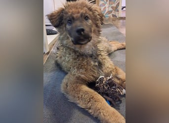 CEDRIC❤️Familienhund mit Kuschelgarantie