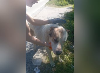 HSH-Mix ♥ Nelica ♥ großer Schatz auf 4 Pfoten