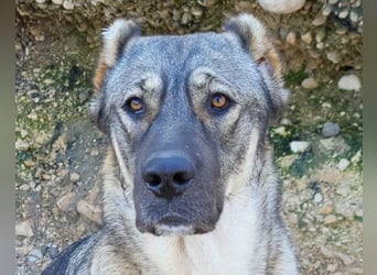 HSH-Mix LILY❤️sanfte, liebe Frohnatur sucht ein großes Zuhause