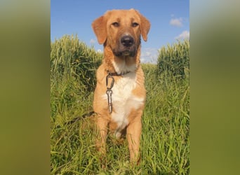 HSH-Mix-JungLady ♥ Suvi ♥ 63911 Klingenberg/Main