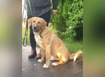 HSH-Mix-Lady ♥Suvi♥ wartet bereits in 63911 Klingenberg/Main