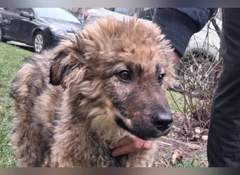 CEDRIC❤️Familienhund mit Kuschelgarantie
