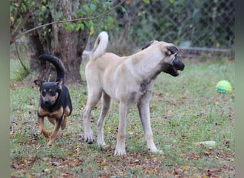 Maya ❤️ aktive, so liebe HSH-Mix Dame