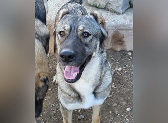 LOTTIE❤️HSH-Mix-Hündin: eine wahre Frohnatur und treue Begleiterin