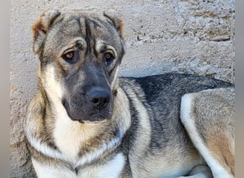 LOTTIE❤️HSH-Mix-Hündin: eine wahre Frohnatur und treue Begleiterin