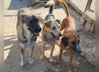 LOTTIE❤️HSH-Mix-Hündin: eine wahre Frohnatur und treue Begleiterin