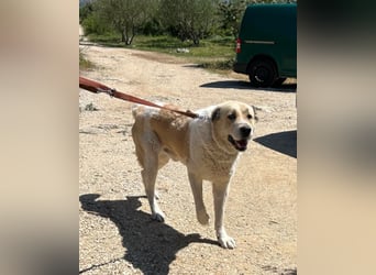 Jack ❤️ so menschenbezogen, verschmust und verträglich!