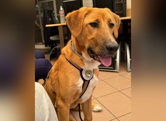 HSH-Mix-Lady ♥Suvi♥ wartet bereits in 63911 Klingenberg/Main