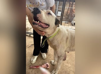 HSH-Mix ♥ Nelica ♥ großer Schatz auf 4 Pfoten